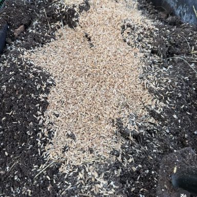 Ricehusks als Mulchmaterial